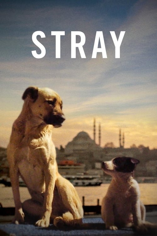 Stray : le monde des chiens errants